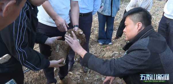 五指山虎乳靈芝栽培-通什鎮實地查看