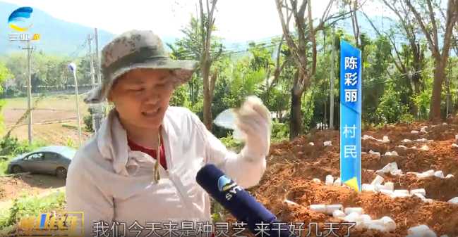 村民陳彩麗种虎乳靈芝