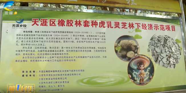 天涯區虎乳靈芝林下經濟