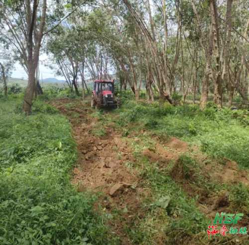 海垦虎乳芝栽种秋季工作 1