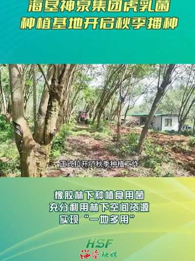 海垦虎乳芝栽种秋季工作 2