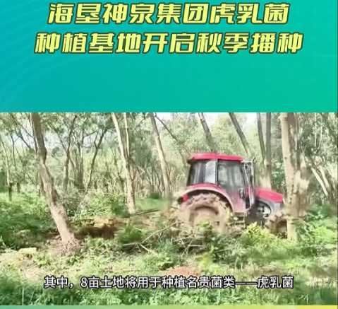 8畝土地用於虎乳芝栽種