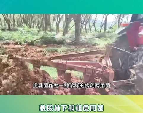 海垦虎乳芝栽种秋季工作 5