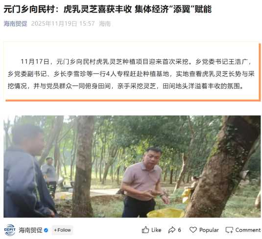 海南贸促报道白沙元门乡向民村虎乳灵芝 