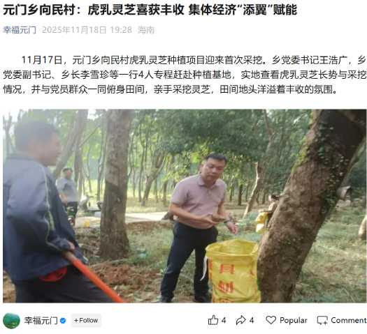 白沙元门乡向民村虎乳灵芝 4