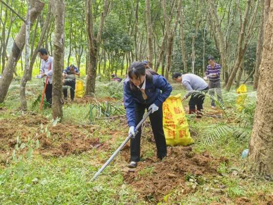 白沙元门乡向民村虎乳灵芝种植项目
