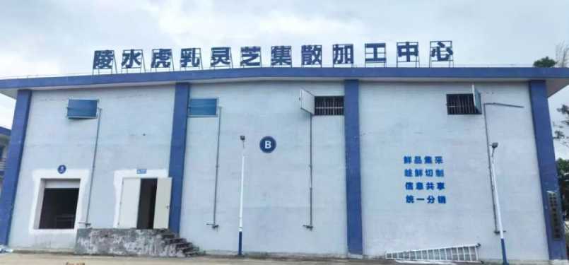 陵水虎乳靈芝集散加工中心