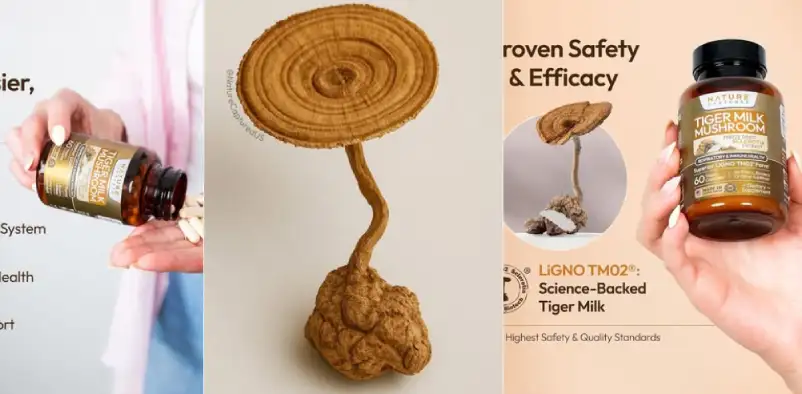 About Nature Captured Tiger Milk Mushroom benefits