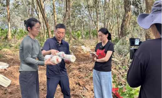 虎乳靈芝栽培技術培訓研究員現場技術指導