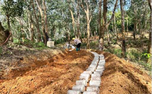 虎乳靈芝食用菌栽培現場