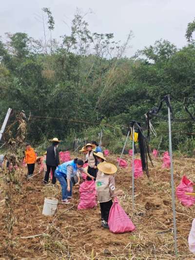 青少年采虎乳灵芝