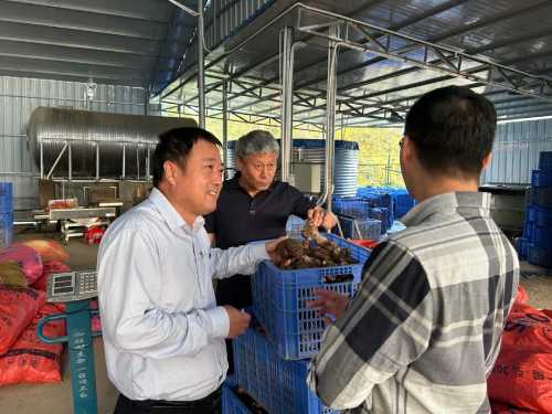 实地探访虎乳灵芝基地