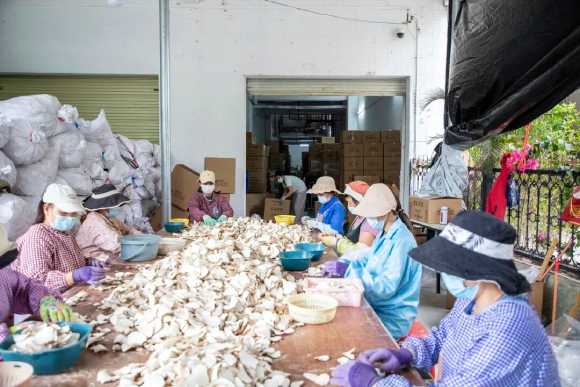 Tiger Milk Mushroom Supply to Malaysia