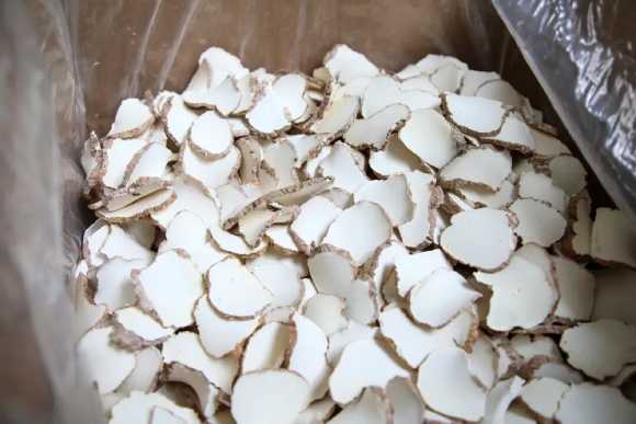 Tiger Milk Mushroom Supply