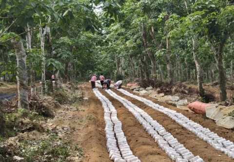 Where to Find High-Quality Tiger Milk Mushroom