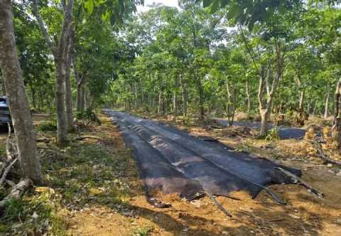 Find High-Quality Tiger Milk Mushroom