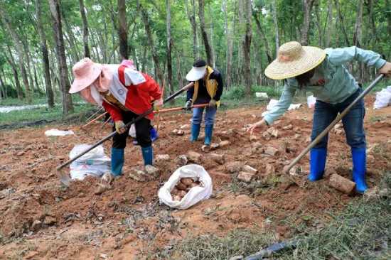 What is the best soil environment for Tiger Milk Mushroom?