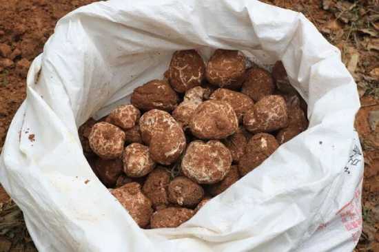 Is forest-grown Tiger Milk Mushroom higher quality?Premium Tiger Milk Mushroom