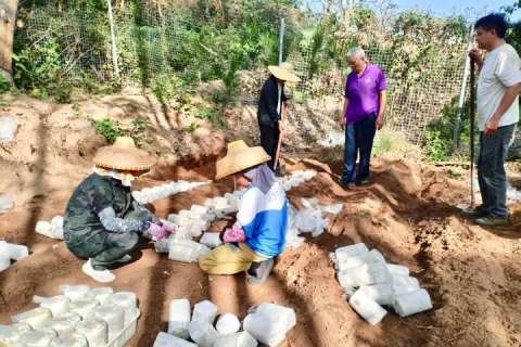 Tiger Milk Mushroom cultivation