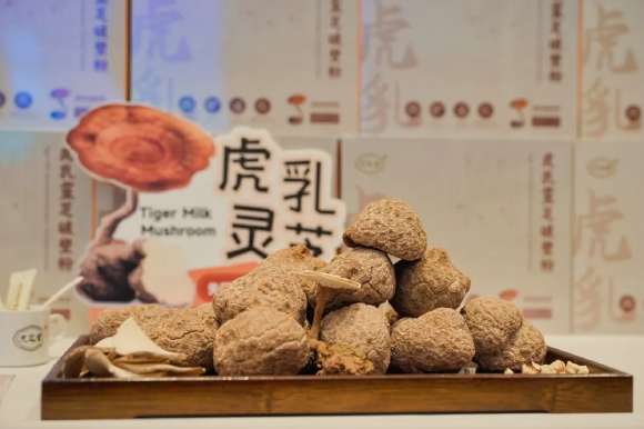 Tiger Milk Mushroom Benefits for Men