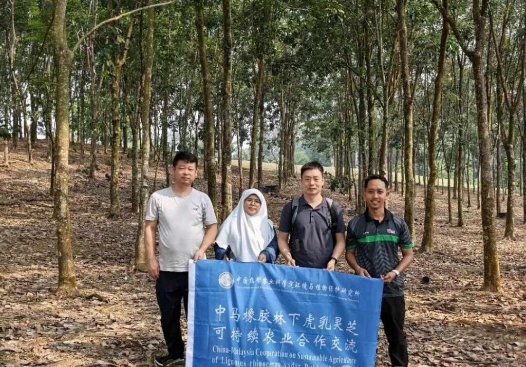 China Tiger Milk Mushroom Cultivation Base VS LiGNO Biotech5