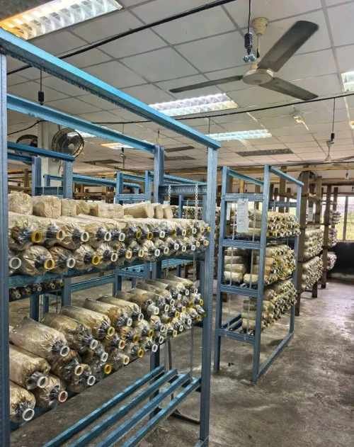 China Tiger Milk Mushroom Cultivation Base VS LiGNO Biotech8
